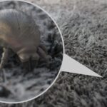 Get Rid of Dust Mites Naturally