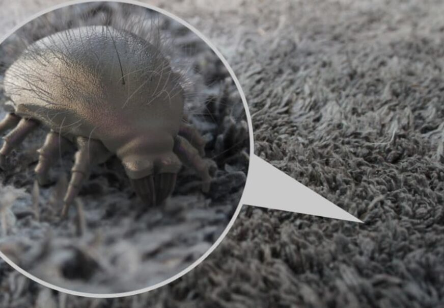 How to Get Rid of Dust Mites Naturally for Allergy Relief