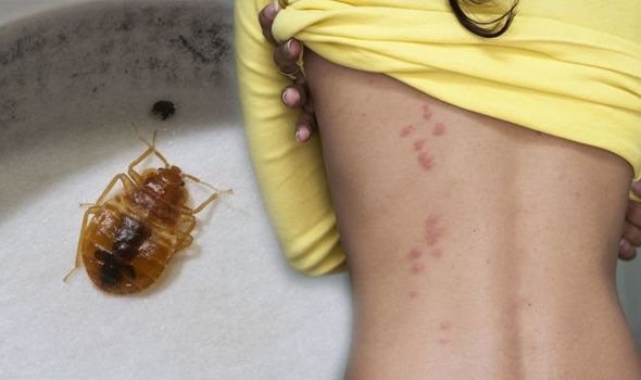 How to Get Rid of Bed Bugs Quickly: Where to Find Them and How to Clean