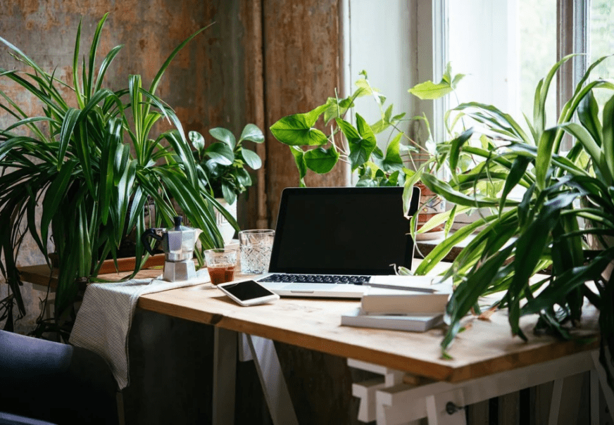 The 10 Best Plants for Office to Keep It Clean and Fresh