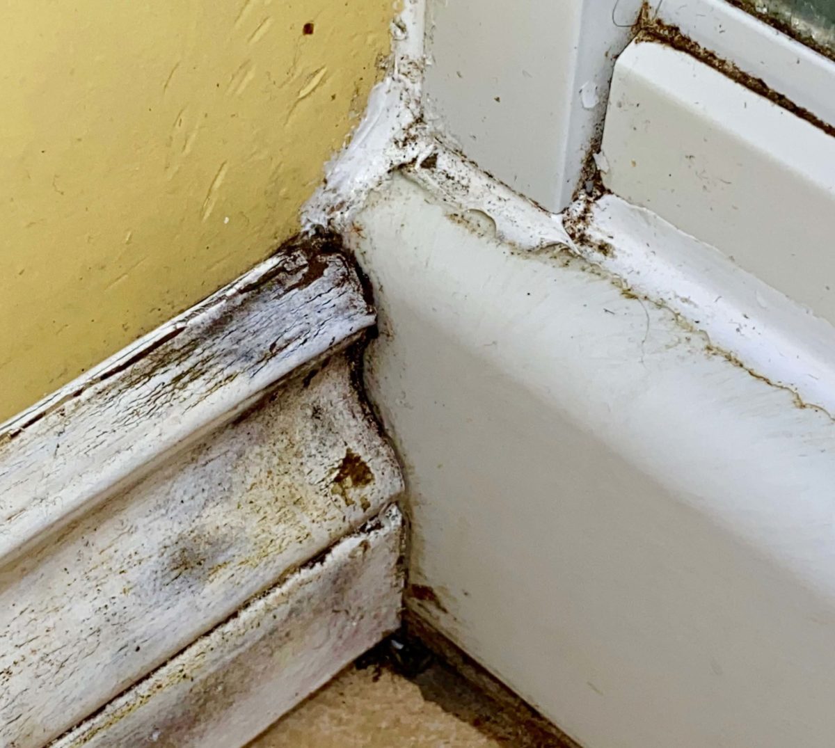 Best Way to Remove Mold in the Bathroom: DIY vs Paid Solutions