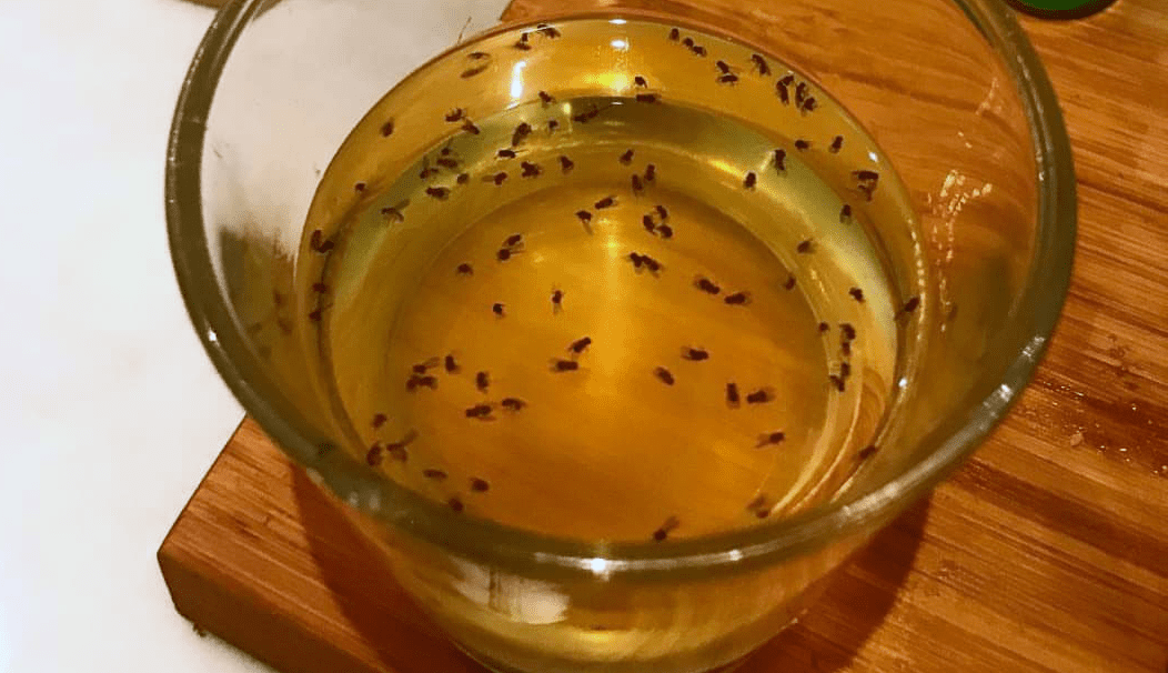 DIY Fruit Fly Traps: Two Effective Ways to Get Rid of Fruit Flies