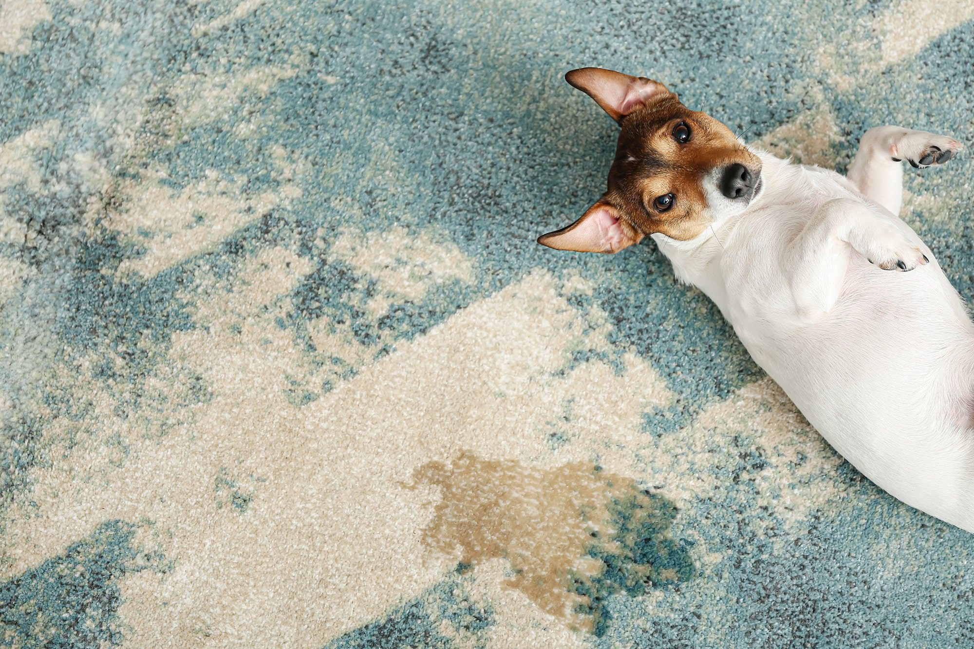 How to Remove Dog Odor from Your Home