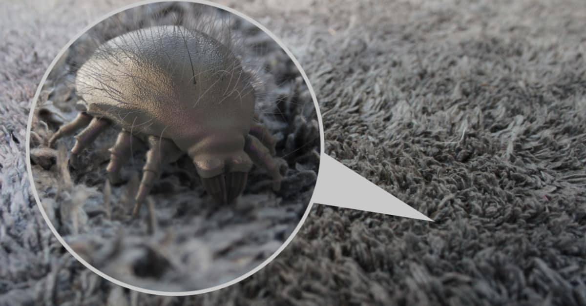 Get Rid of Dust Mites Naturally