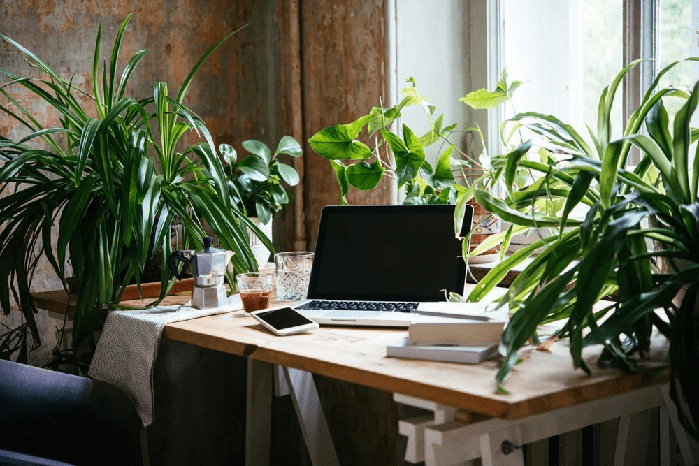 best plants for office