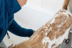 blog - cleaning tips 11 remove mold from shower