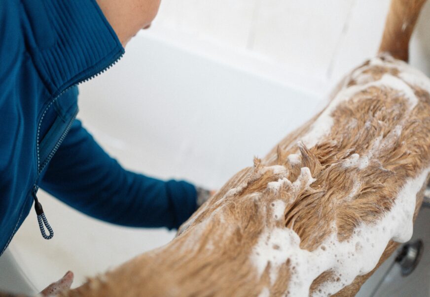 5 Safe Methods to Remove Mold from Shower Naturally (2025 Guide)